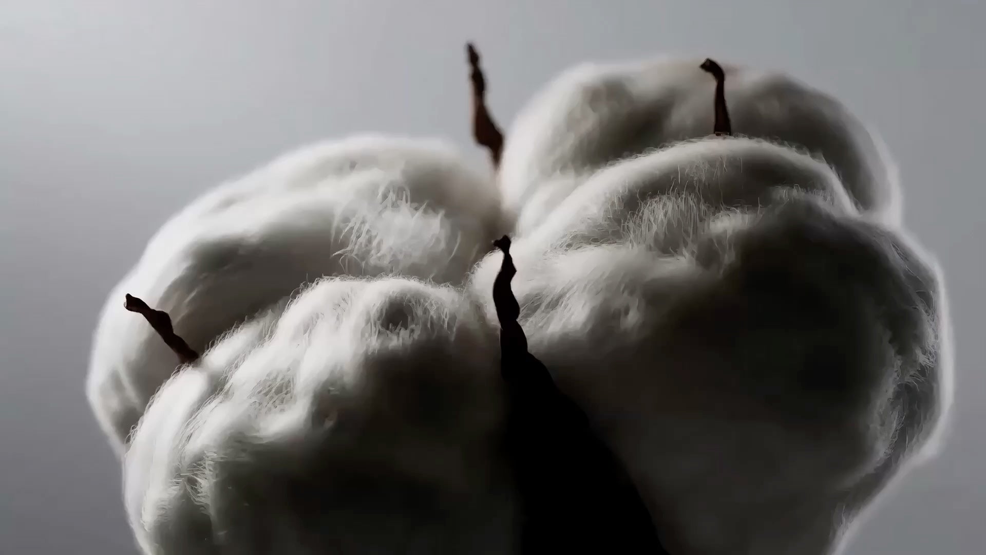 Soft cotton fibres becoming yarn, fabric and a finished garment